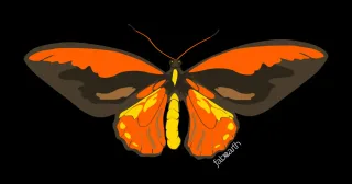 Cover Image for Wallace's Golden Birdwing