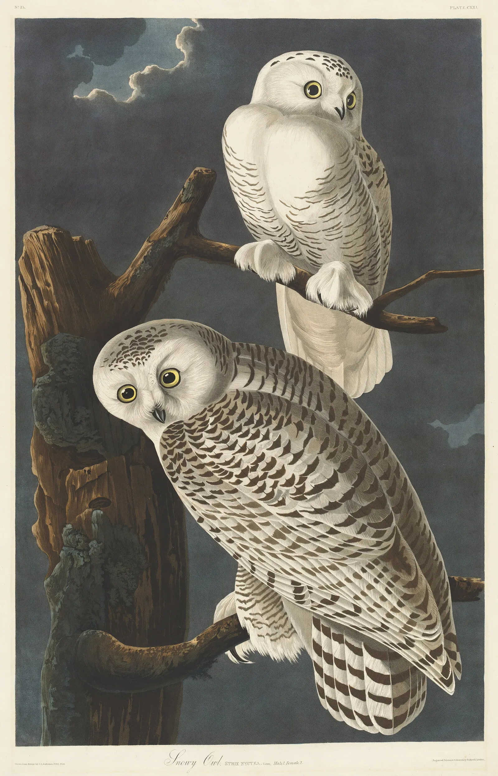 Snowy Owl — hand-coloured engraving by Robert Havell after John James Audubon, 1831