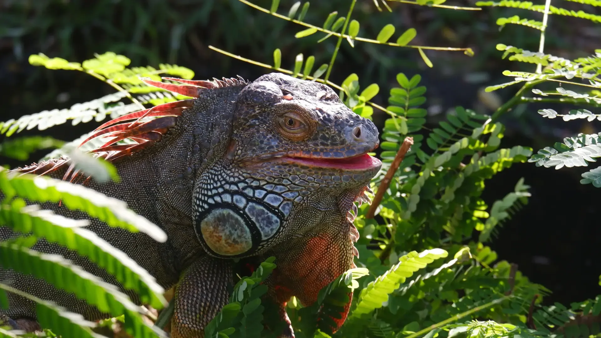 Iguana in natural habitat