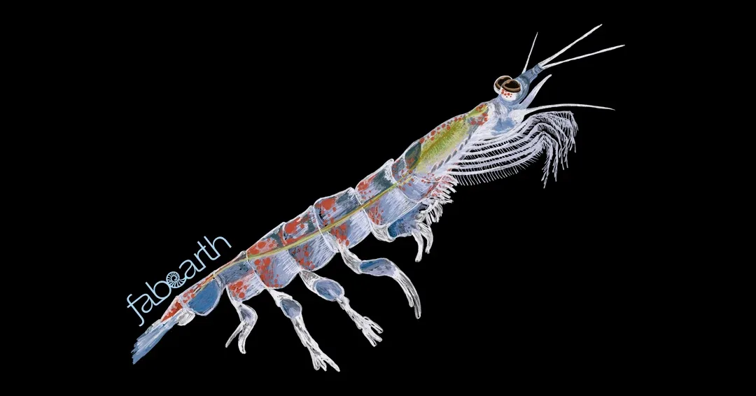 Antarctic Krill (Euphausia superba)
