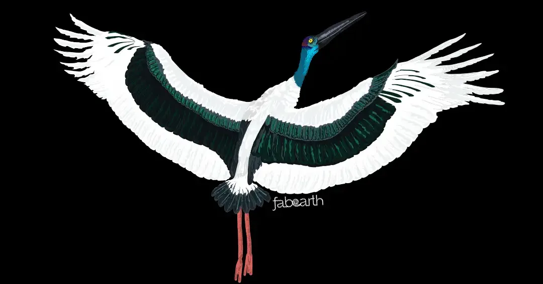 Black-necked Stork (Ephippiorhynchus asiaticus) — original artwork by Urvi Khanna