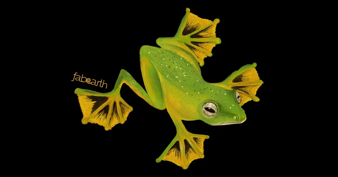 Wallace's Flying Frog (Rhacophorus nigropalmatus)