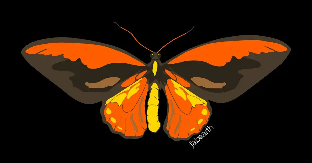 Wallace's Golden Birdwing (Ornithoptera croesus) — original artwork by Urvi Khanna