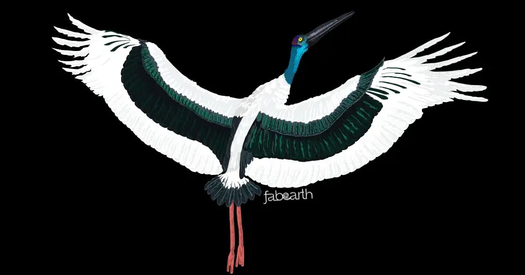 Cover Image for Black-necked Stork
