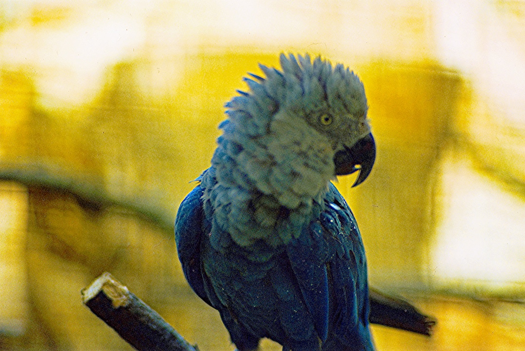 Cover Image for Spix's Macaw