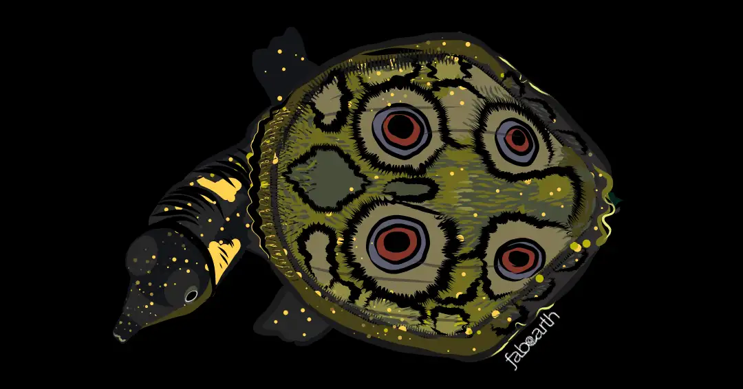 Black Softshell Turtle